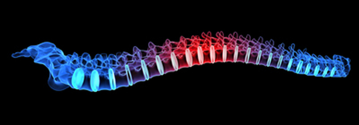 Chiropractic Cape Coral FL Cerebral Spinal Fluid Flow Chiropractic Cape Coral FL Cerebral Spinal Fluid Flow